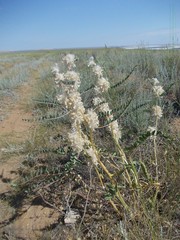 Astragalus vulpinus