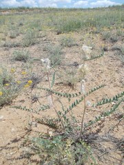 Astragalus vulpinus
