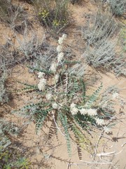 Astragalus vulpinus