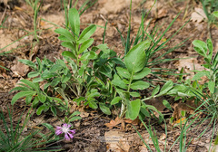 Psephellus marschallianus