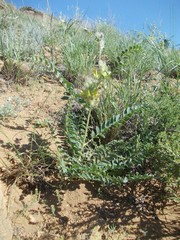 Astragalus vulpinus