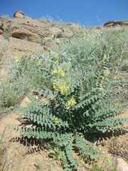 Astragalus vulpinus