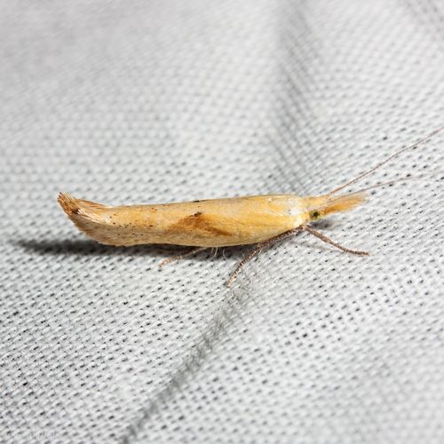 Canary Ypsolopha Moth photo 2