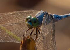 Diplacodes trivialis