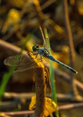 Diplacodes trivialis