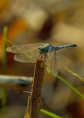 Diplacodes trivialis