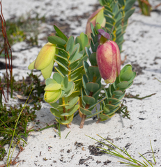 Pimelea physodes