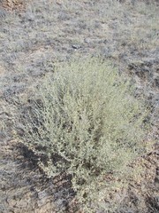 Atriplex cana