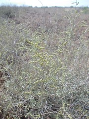 Atriplex cana
