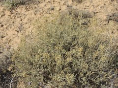 Atriplex cana