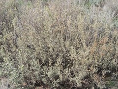 Atriplex cana