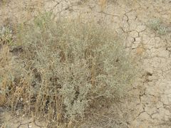 Atriplex cana