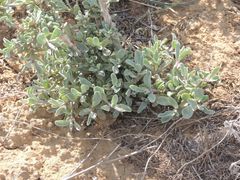 Atriplex cana