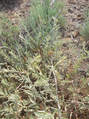 Atriplex cana