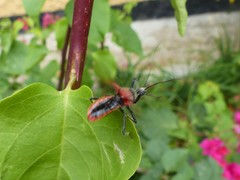 Rhynocoris segmentarius