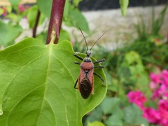 Rhynocoris segmentarius