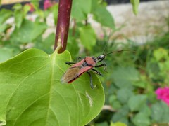Rhynocoris segmentarius