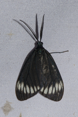 Cyclosia panthona