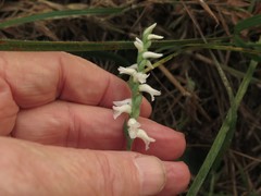 Spiranthes niklasii