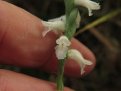 Spiranthes niklasii