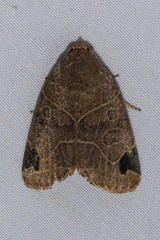 Imosca megastigmata