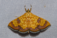 Isocentris filalis