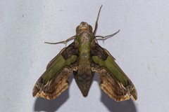 Eupanacra busiris