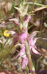 Anacamptis sancta