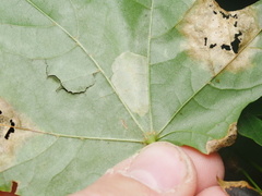 Phyllonorycter joannisi