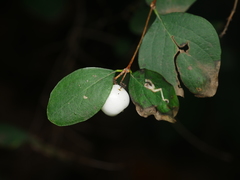 Aulagromyza hendeliana