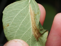 Phyllonorycter emberizaepenella