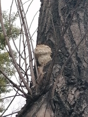 Hemipholiota populnea