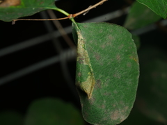 Phyllonorycter emberizaepenella