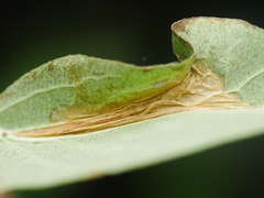 Phyllonorycter emberizaepenella