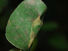 Phyllonorycter emberizaepenella