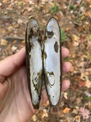 Unionoidea