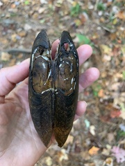 Unionoidea