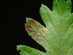 Stigmella oxyacanthella