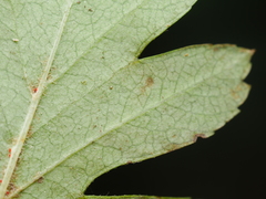 Stigmella oxyacanthella