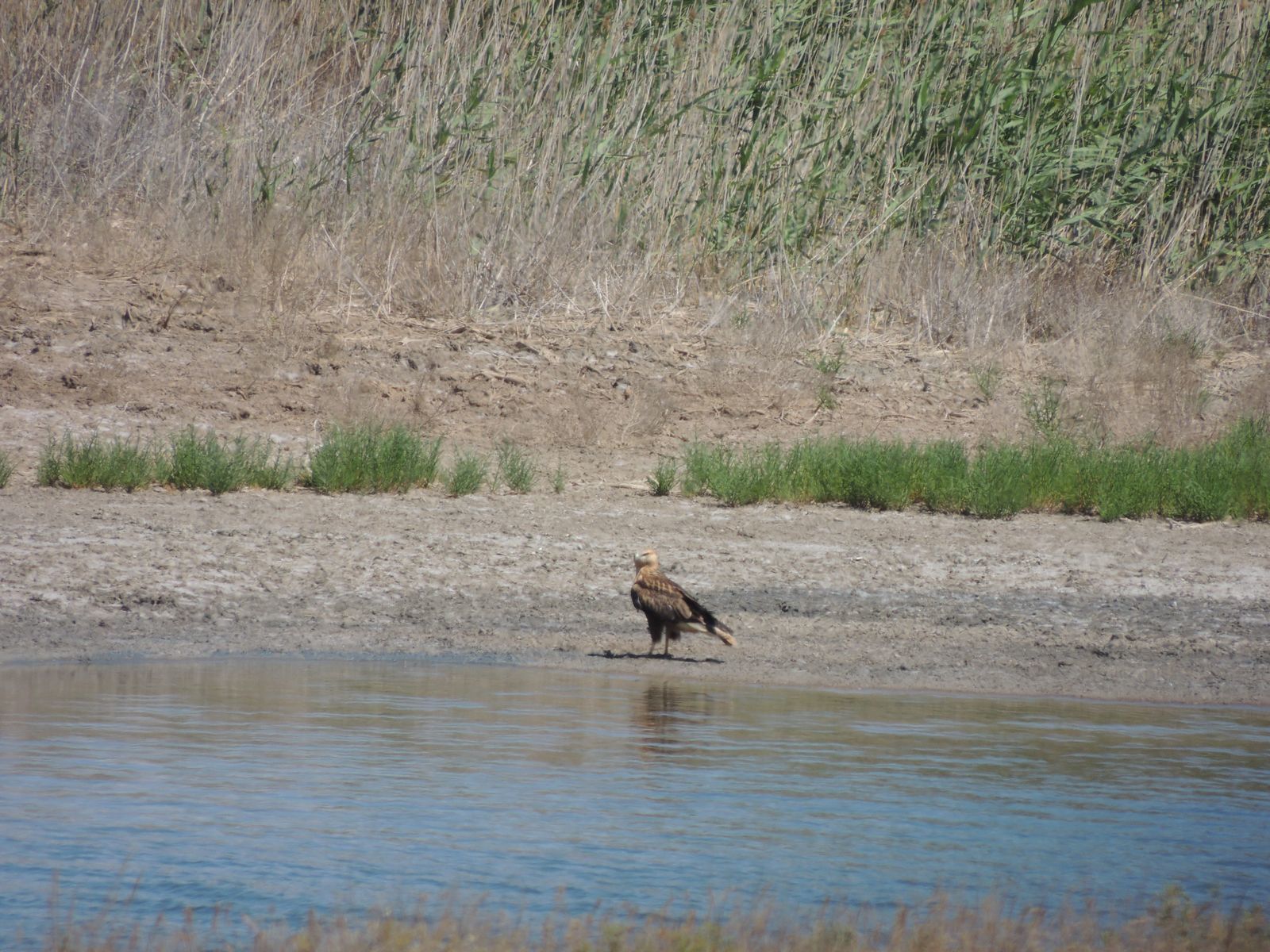 Long-legged Buzzard