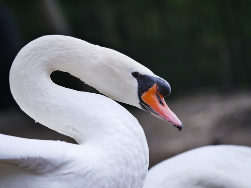 Cisne vulgar (Cygnus olor)