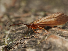 Anabolia nervosa