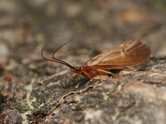 Anabolia nervosa