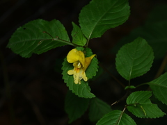 Impatiens edgeworthii