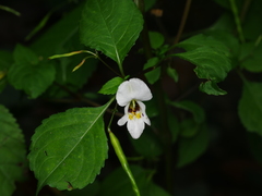 Impatiens edgeworthii
