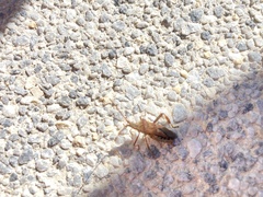 Leptoglossus occidentalis