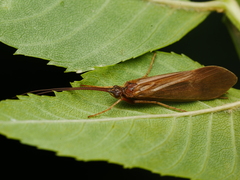 Anabolia nervosa