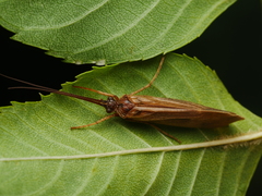 Anabolia nervosa