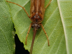 Anabolia nervosa