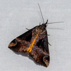 Dichromia quinqualis